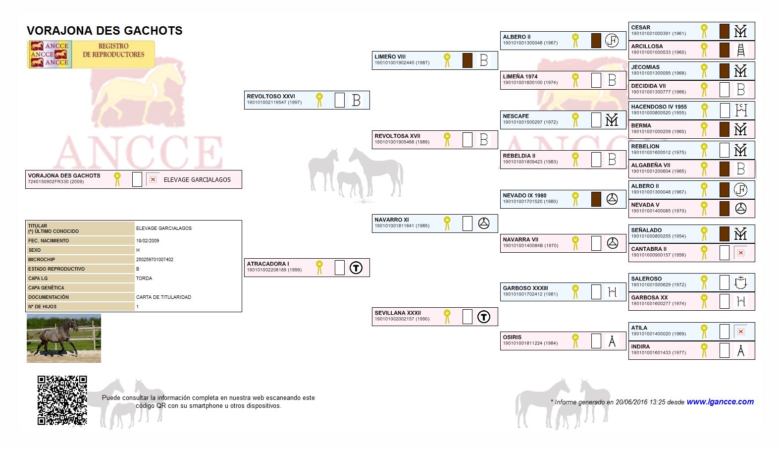 genealogie-vorajona-des-gachots-elevage-garcialagos-pure-race-espagnole