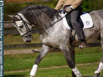 elevage-garcialagos-dressage-patati2