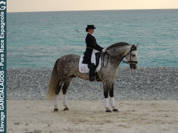 elevage-garcialagos-dressage-revoltoso1