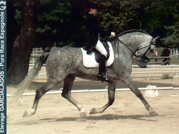 elevage-garcialagos-dressage11