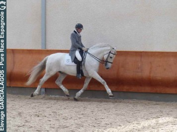 elevage-garcialagos-dressage-quetzal-des-gachots1