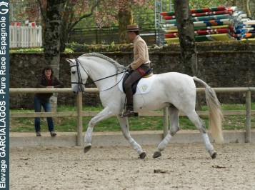 elevage-garcialagos-dressage-quetzal-des-gachots11