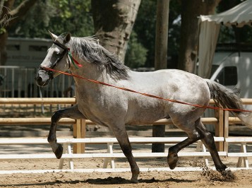 elevage-garcialagos-dressage-quetzal-des-gachots5