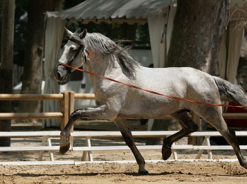 elevage-garcialagos-dressage-quetzal-des-gachots6