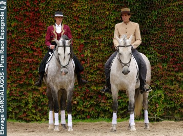 elevage-garcialagos-dressage-quetzal-des-gachots8