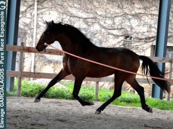 elevage-garcialagos-pre-duero-des-gachots2