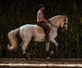 elevage-garcialagos-dressage-quetzal-des-gachots17