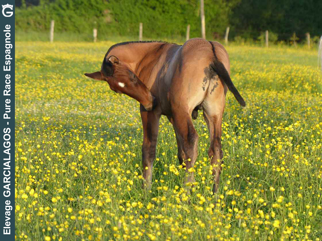 Facundo des Gachots