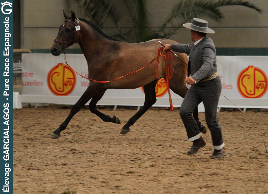 Facundo des Gachots