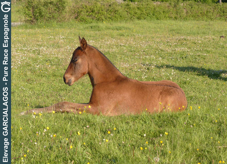 Huascar des Gachots